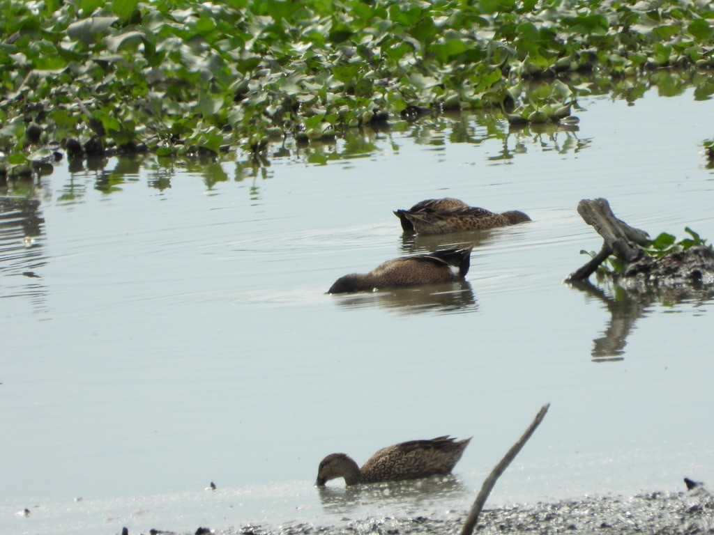 Fulvous Whistling-Duck - ML616127613