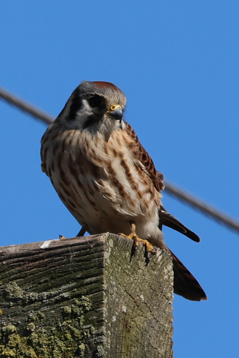 American Kestrel - Stanley Martin