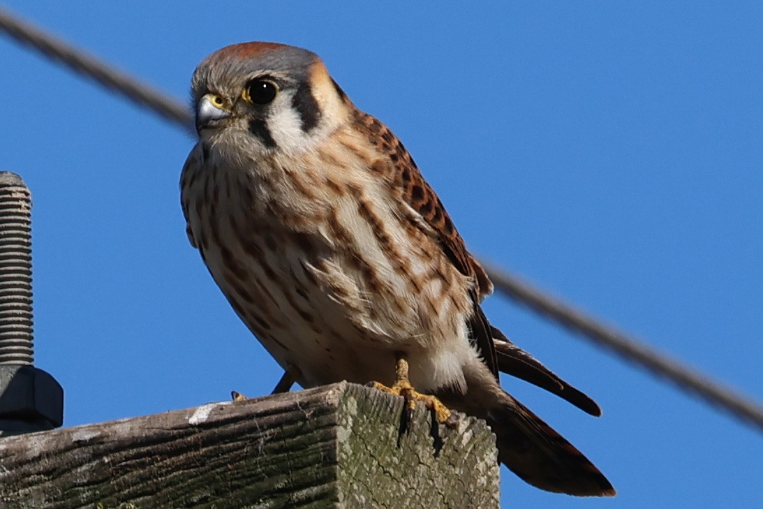 American Kestrel - ML616127655