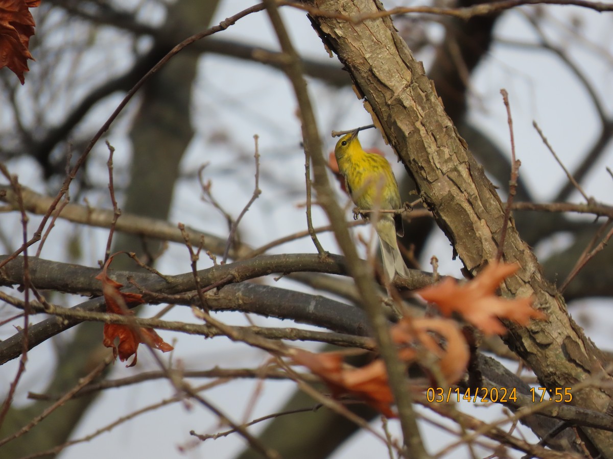 Pine Warbler - ML616127683