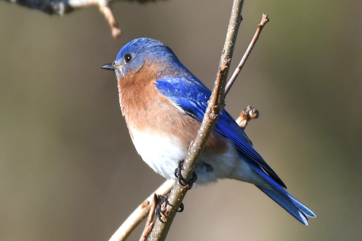 Eastern Bluebird - ML616127691