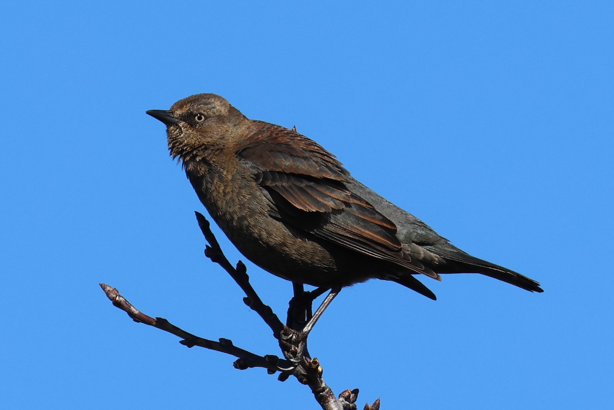 Rusty Blackbird - ML616127695