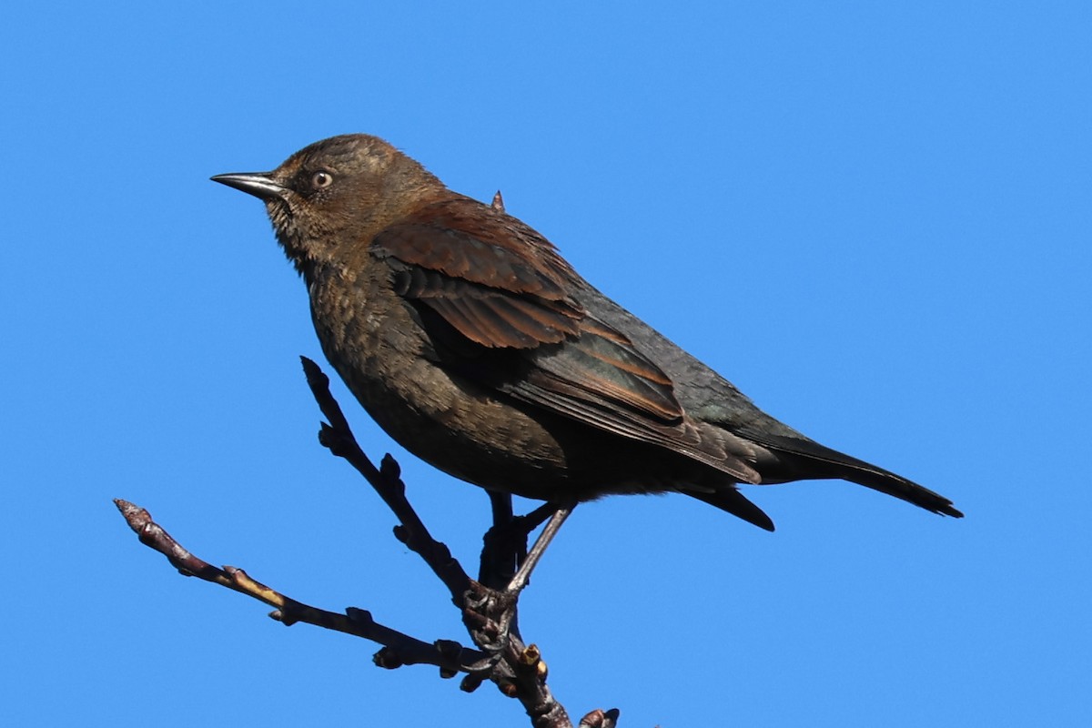 Rusty Blackbird - ML616127696