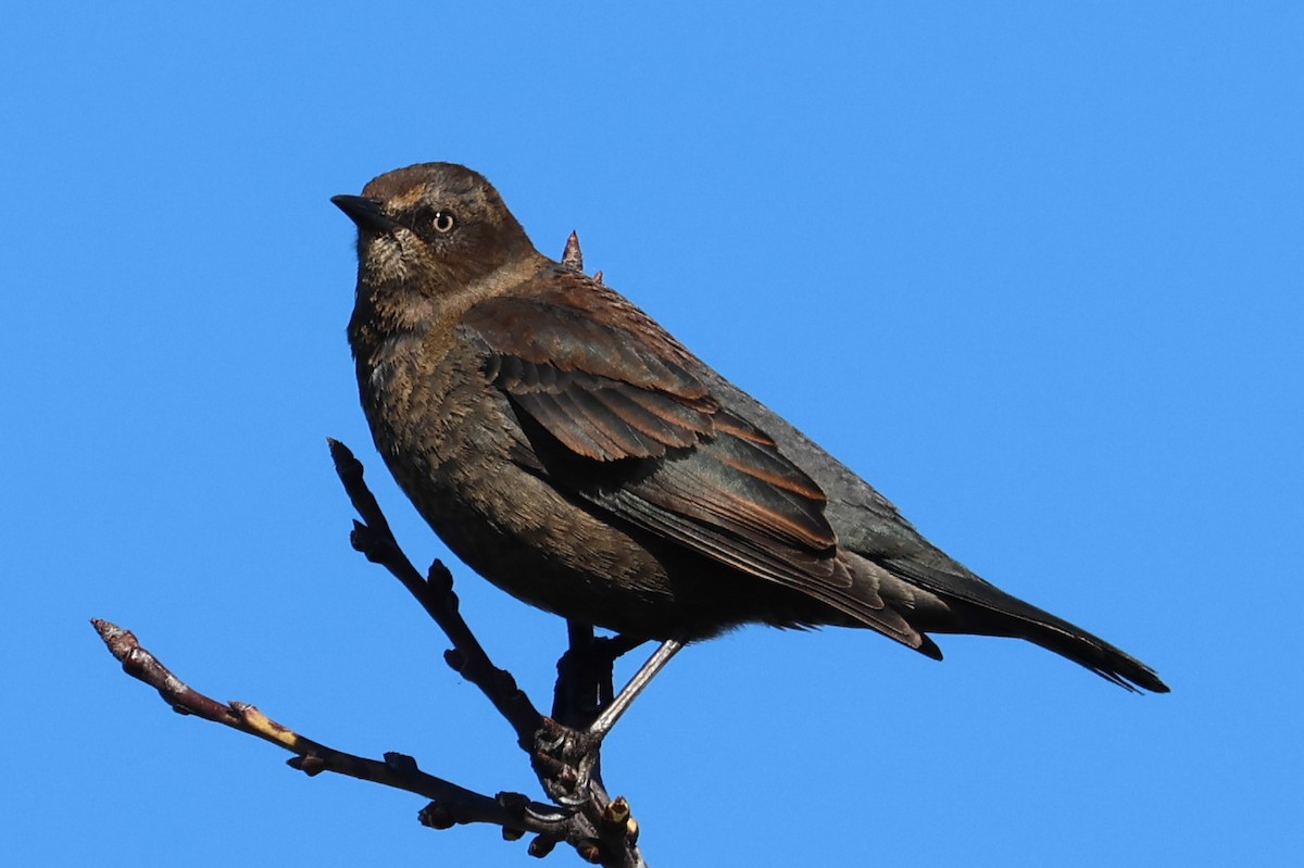 Rusty Blackbird - ML616127697