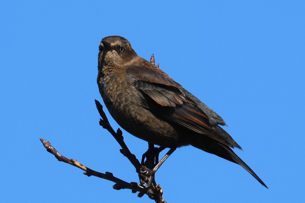 Rusty Blackbird - ML616127698