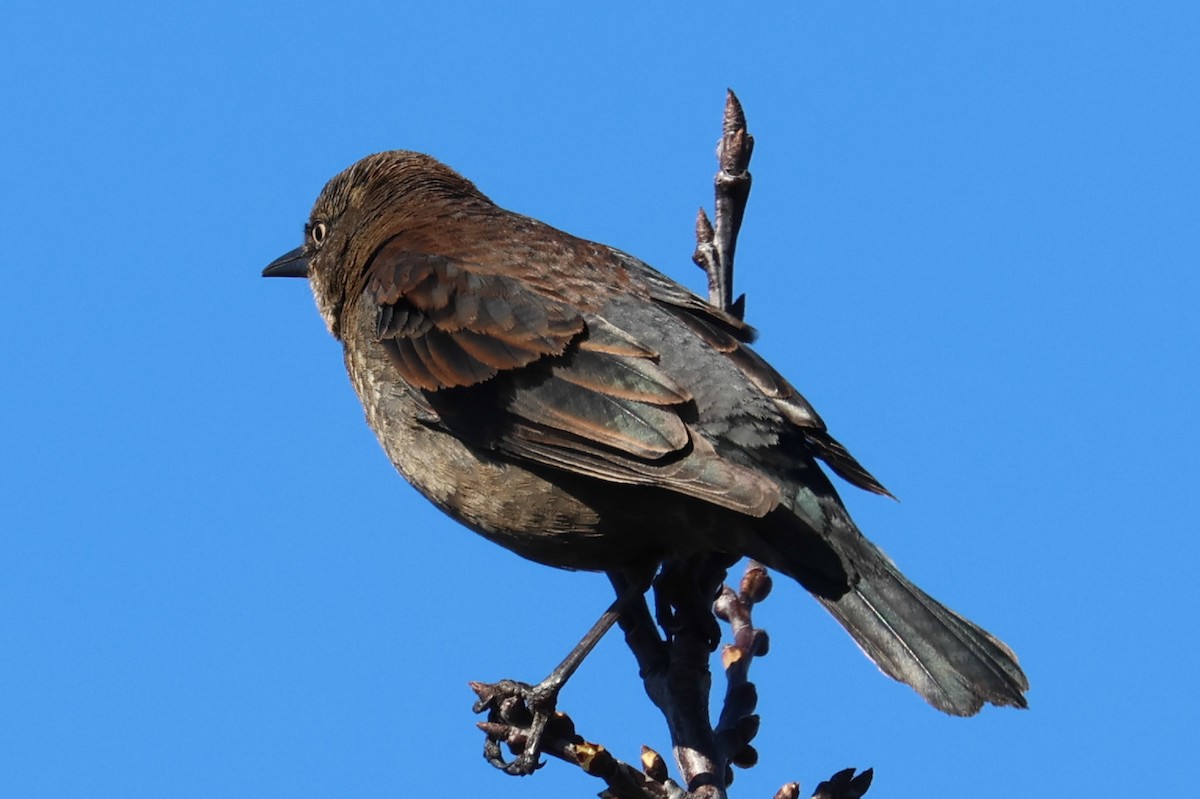 Rusty Blackbird - ML616127699