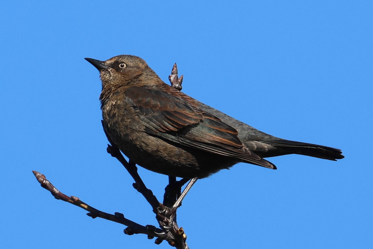 Rusty Blackbird - ML616127700