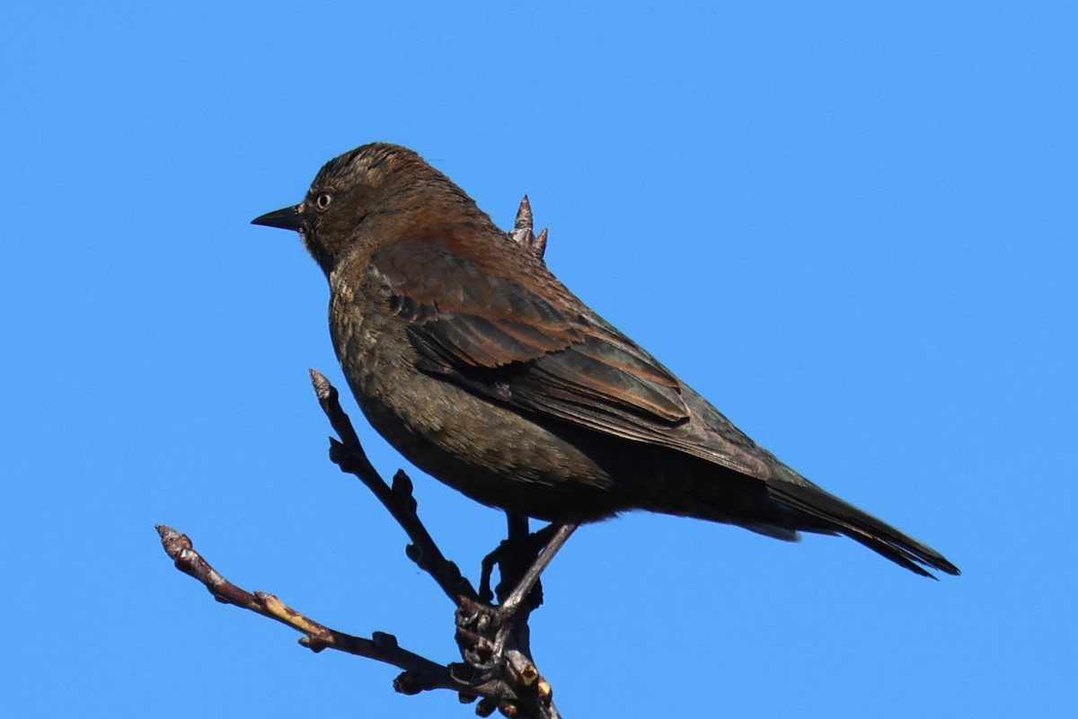 Rusty Blackbird - ML616127701