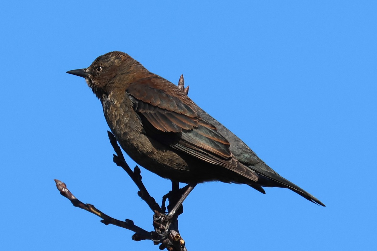 Rusty Blackbird - ML616127702