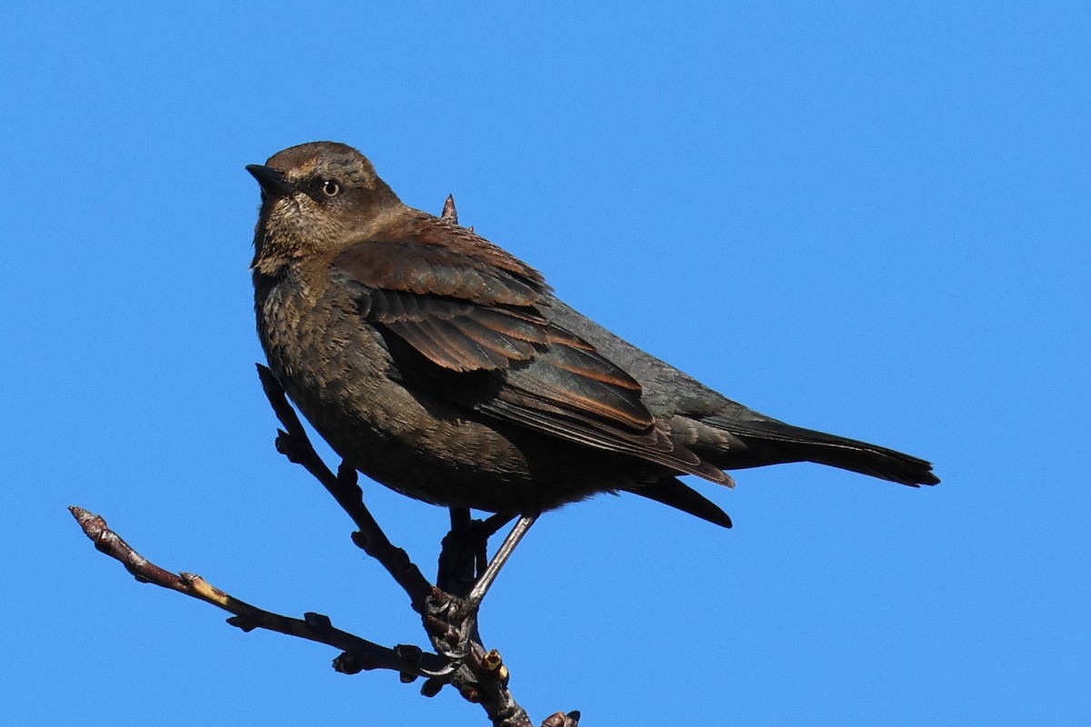 Rusty Blackbird - ML616127703