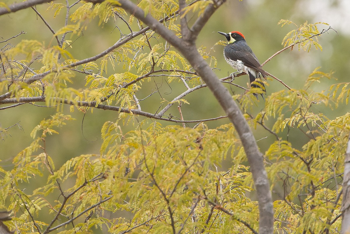 datel sběrač (ssp. angustifrons) - ML616127708