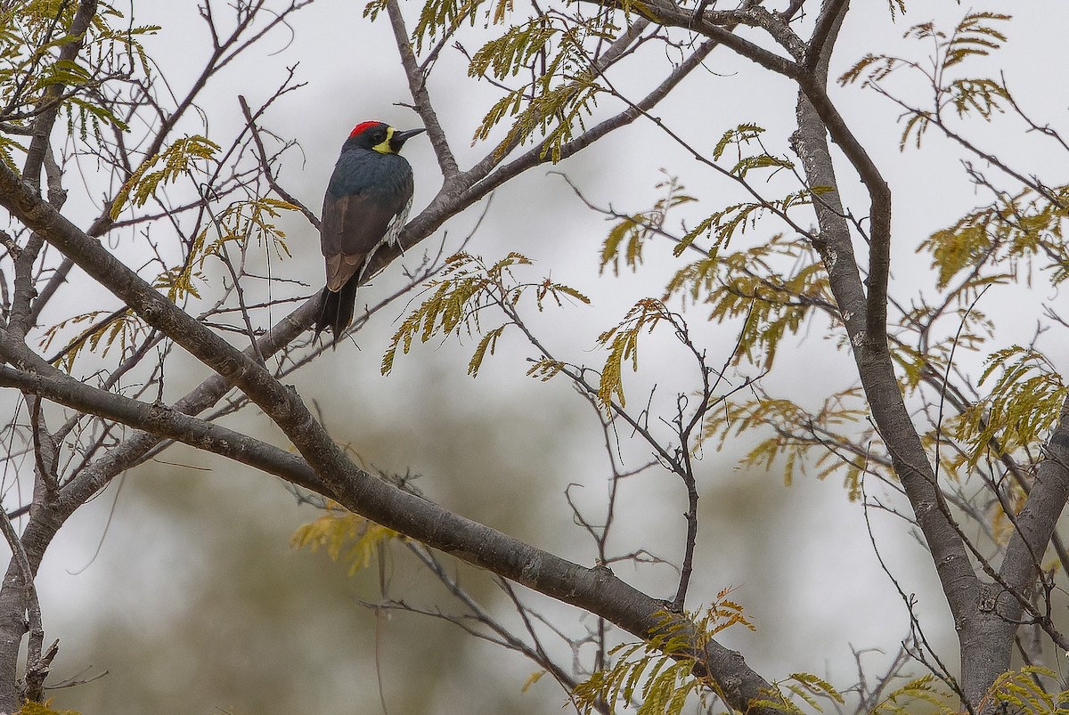 datel sběrač (ssp. angustifrons) - ML616127710