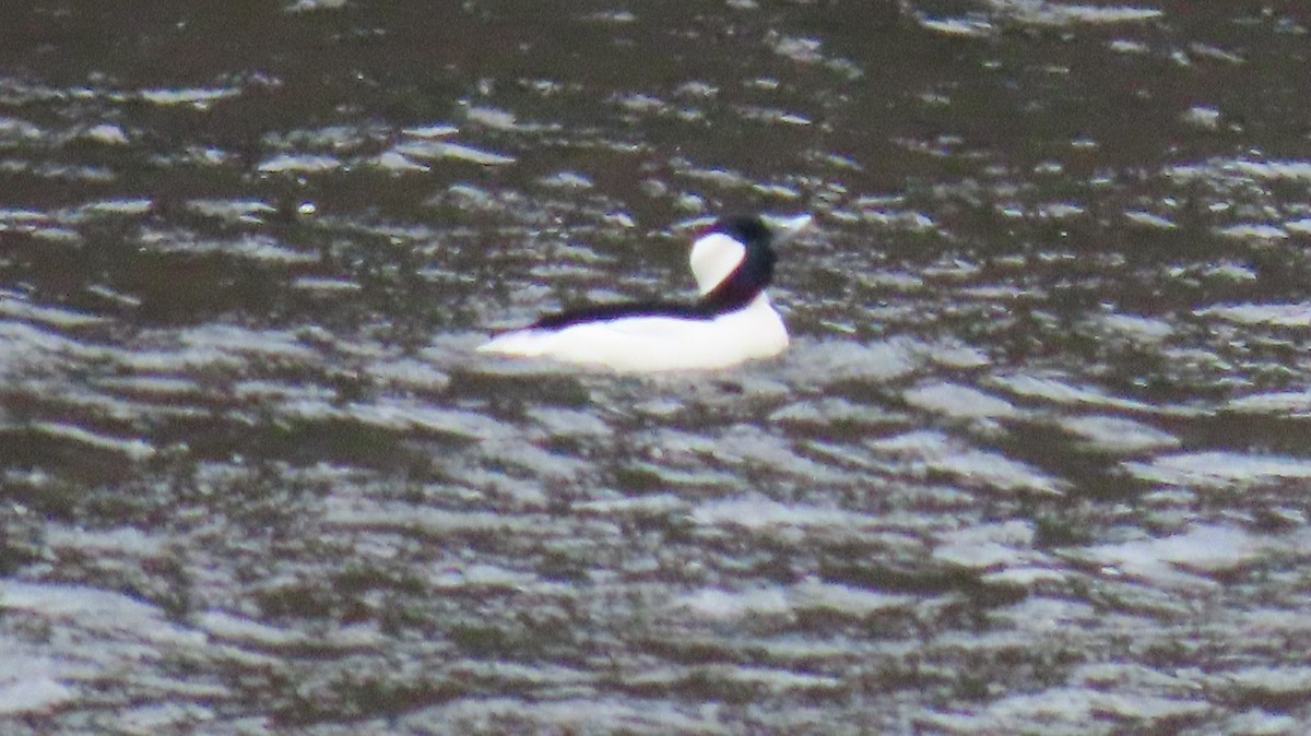 Bufflehead - ML616127741