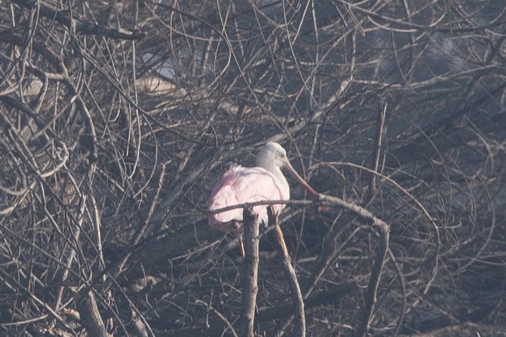 Roseate Spoonbill - ML616127748