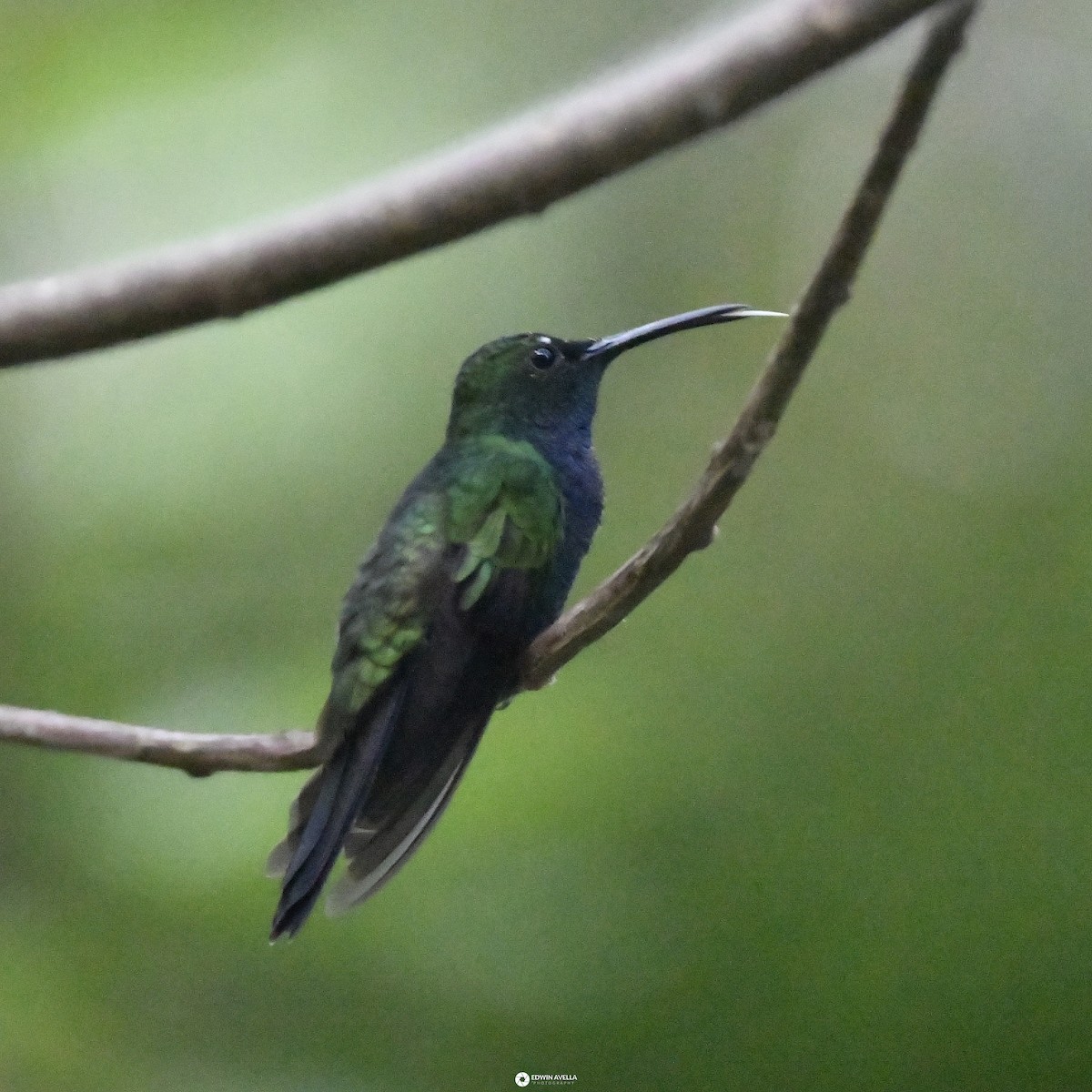 Colibri de Buffon - ML616127757