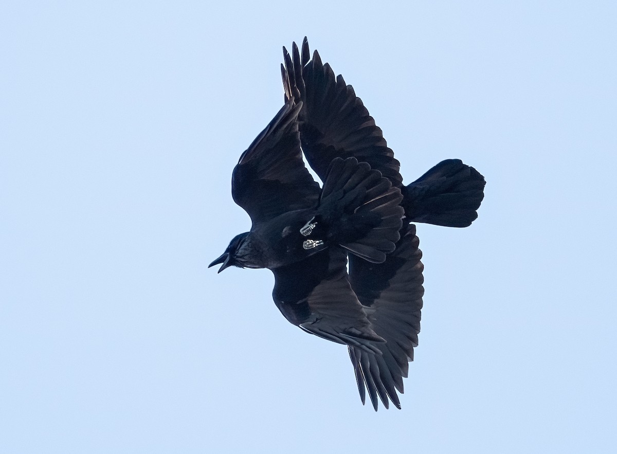 Common Raven - Wendy Crowe