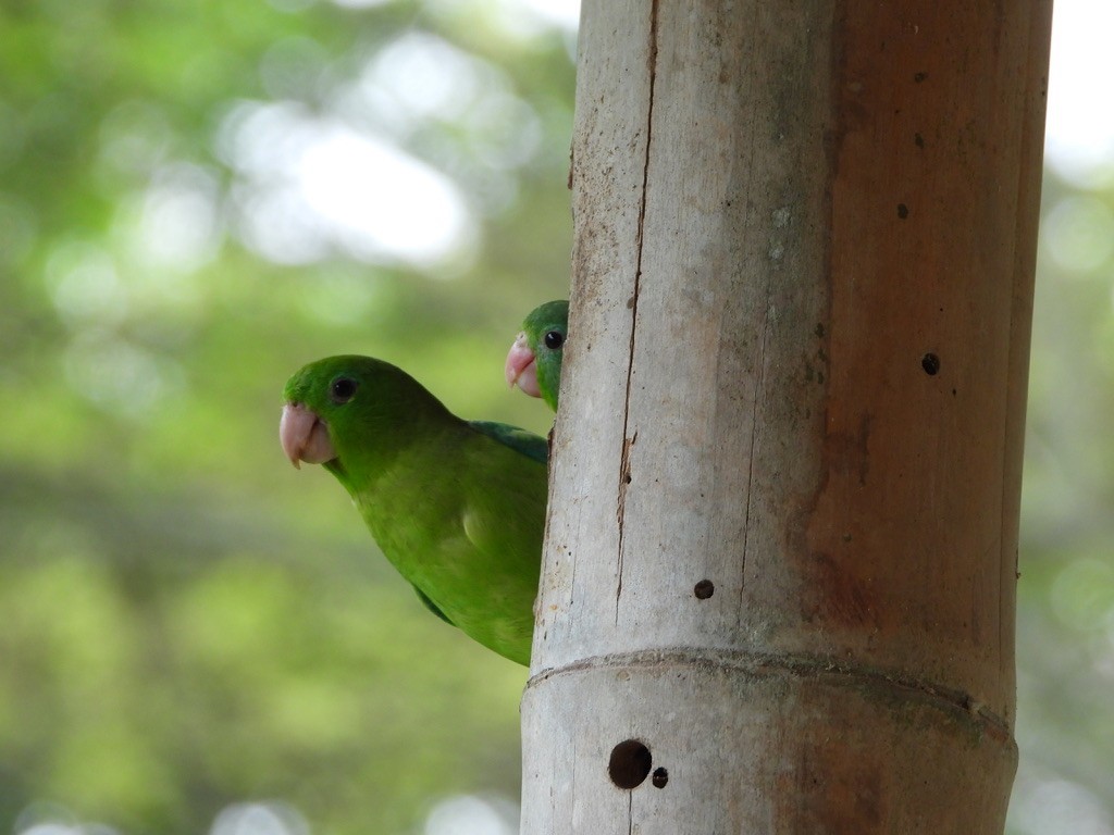 Spectacled Parrotlet - ML616127769