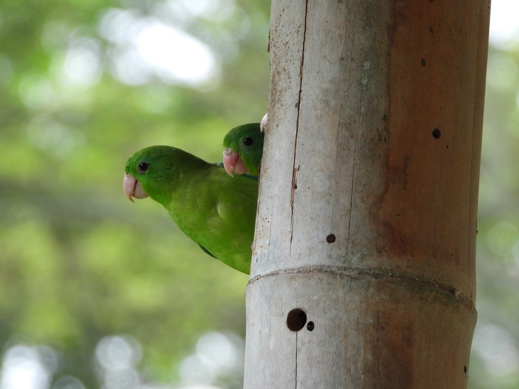 Spectacled Parrotlet - ML616127779