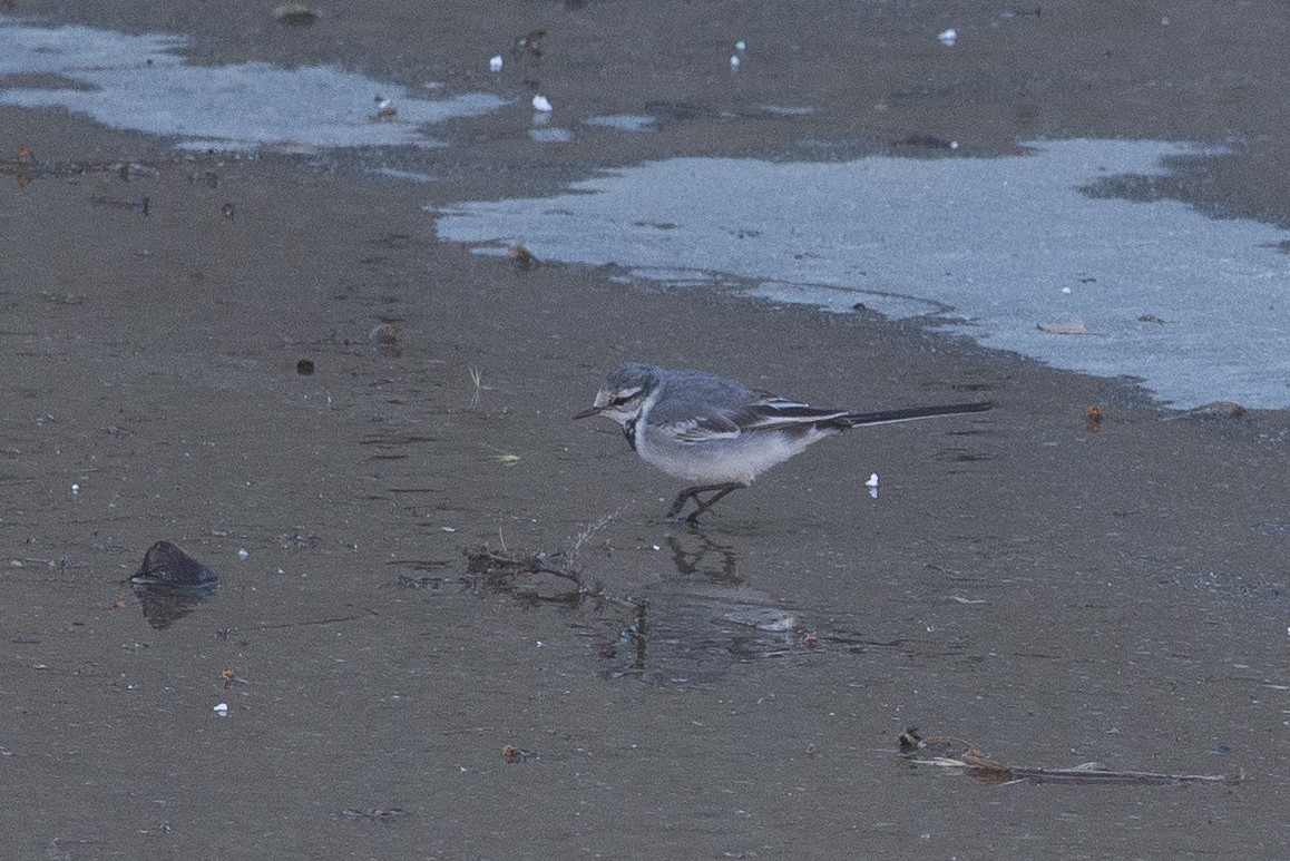 White Wagtail - ML616127781