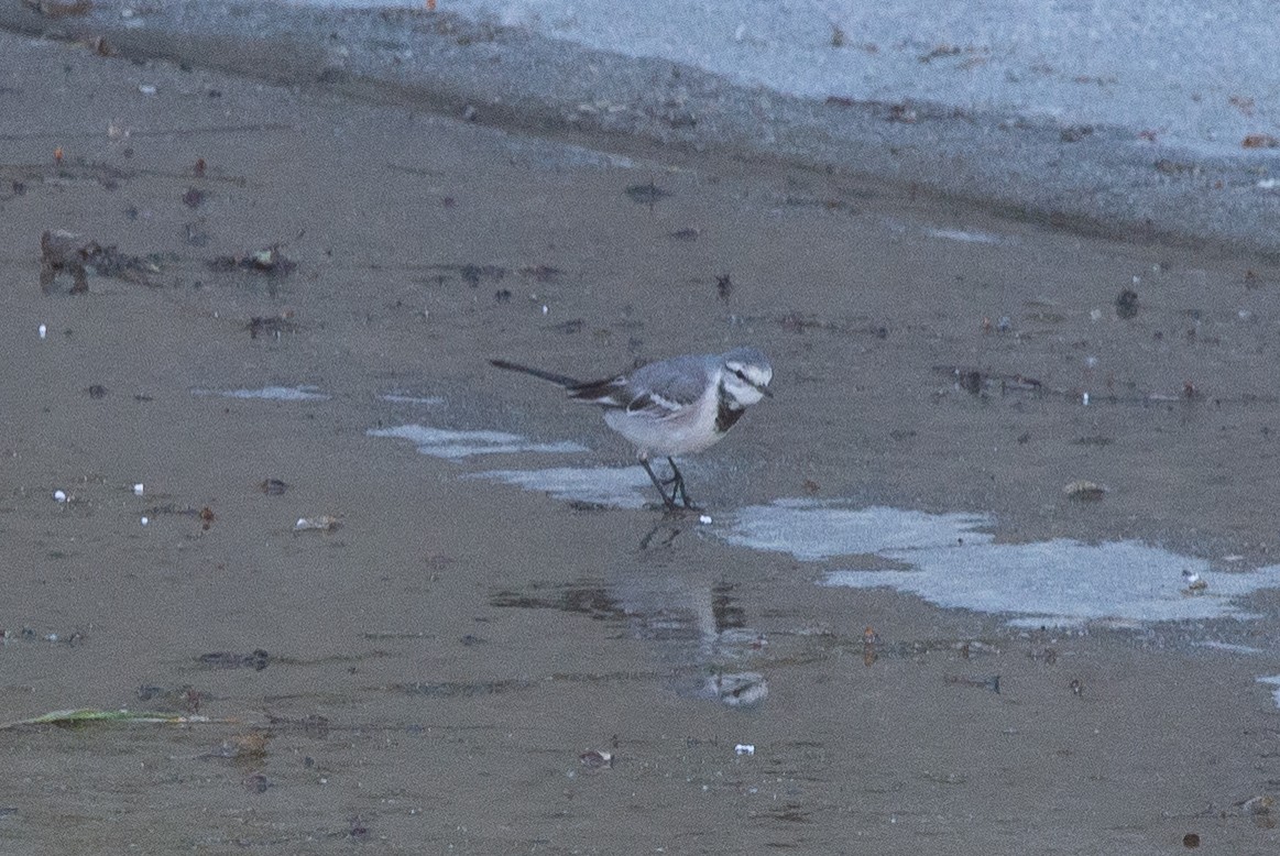 White Wagtail - ML616127783