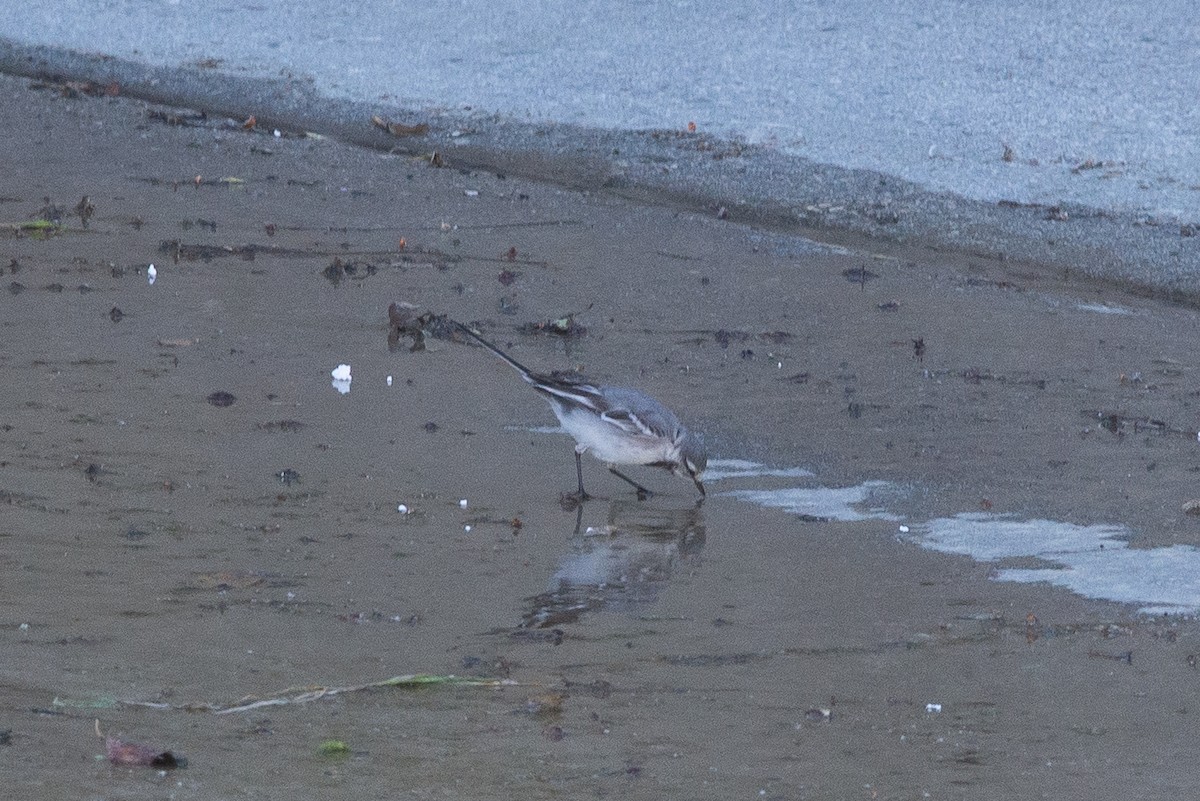 White Wagtail - ML616127785