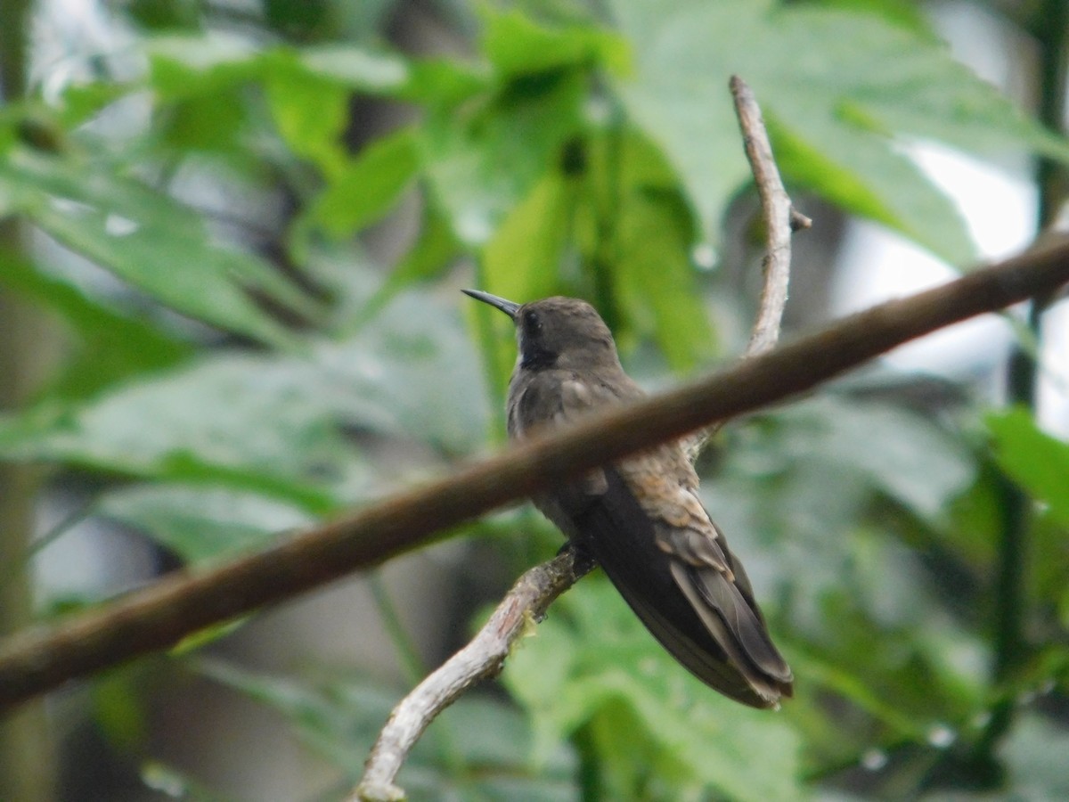 Brown Violetear - ML616127787