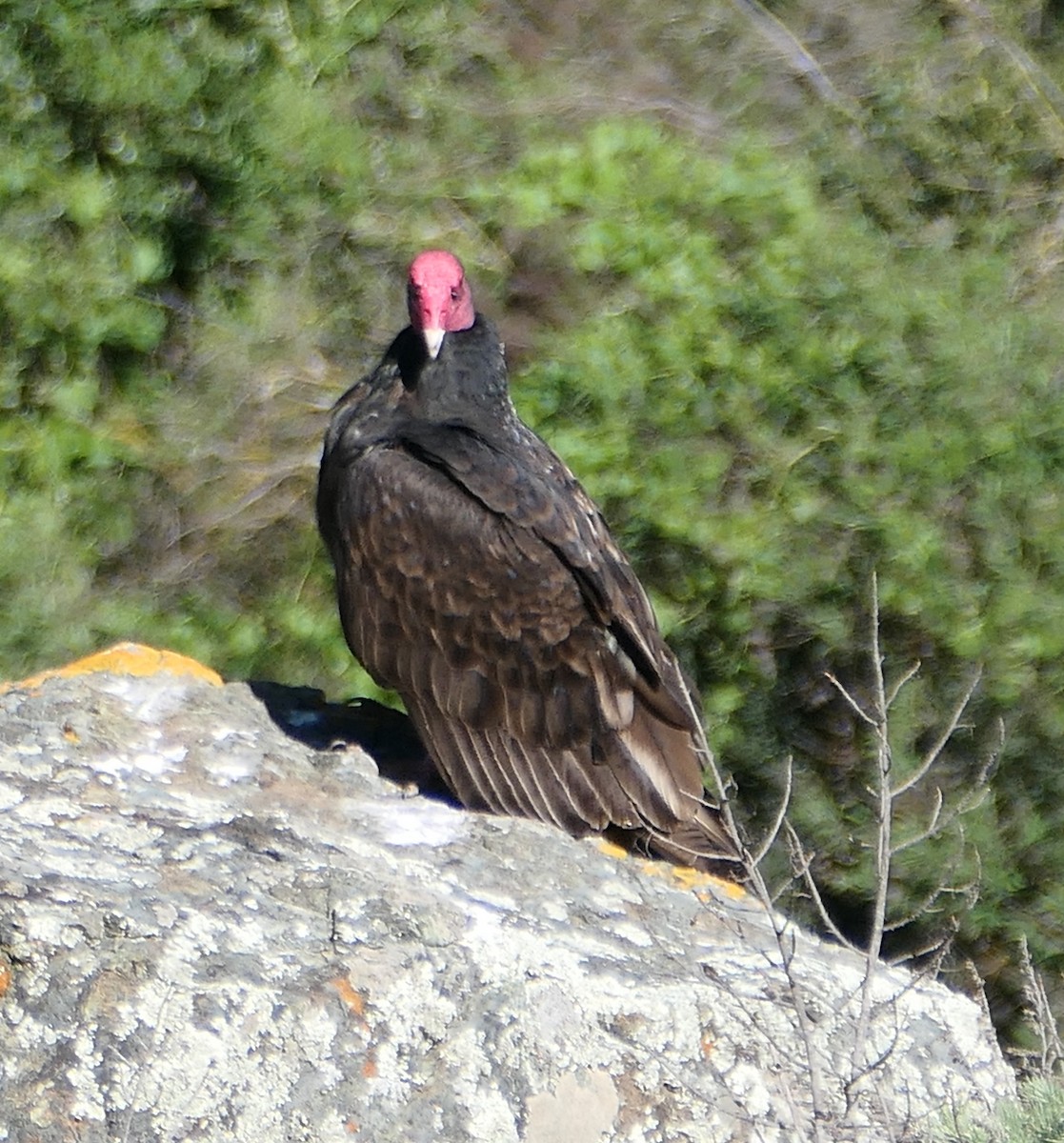 Turkey Vulture - ML616127839