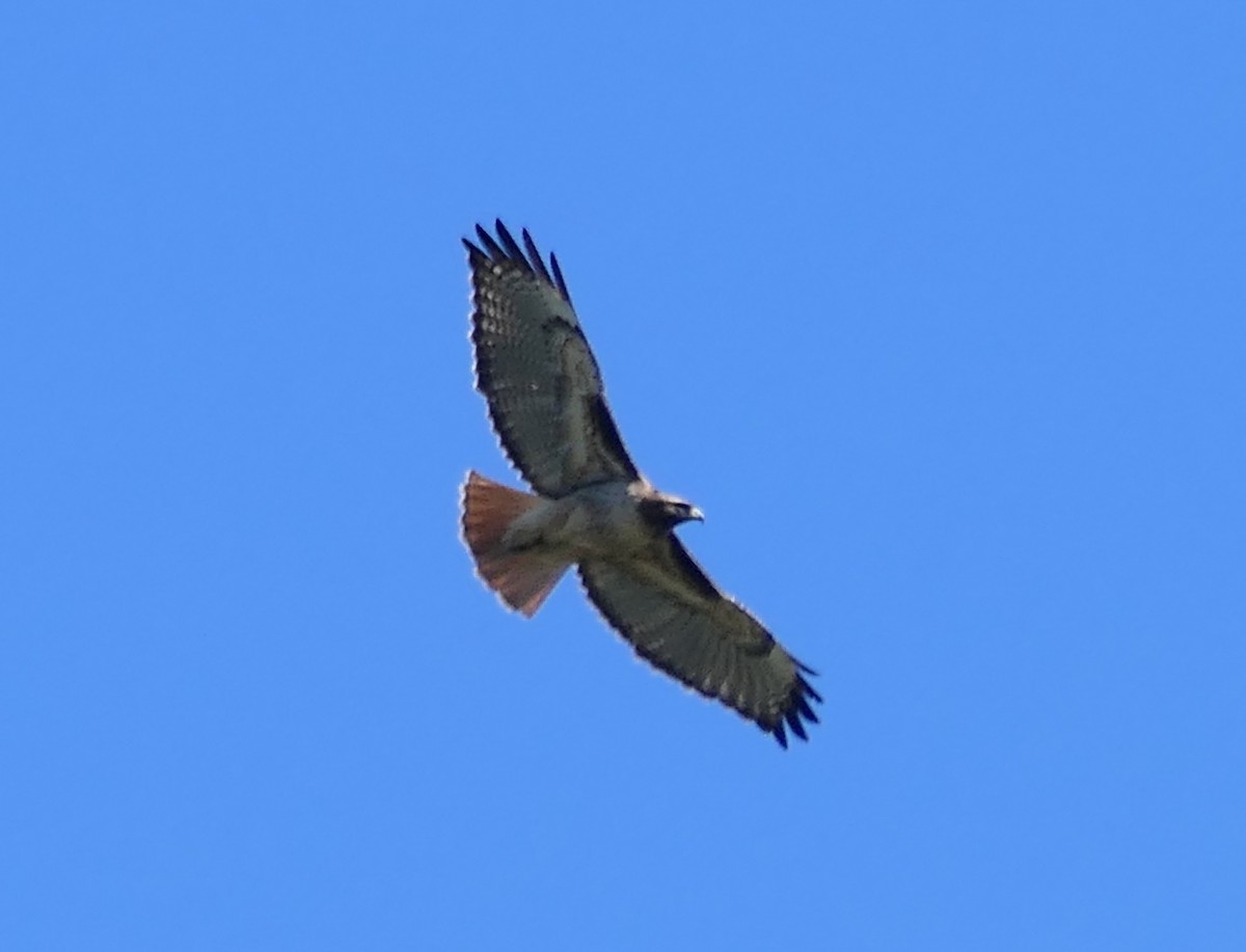 Red-tailed Hawk - ML616127847