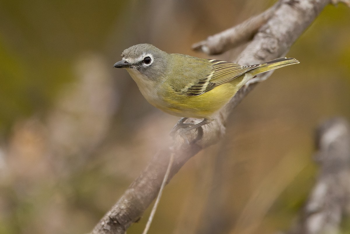 Cassin's Vireo (San Lucas) - Joachim Bertrands