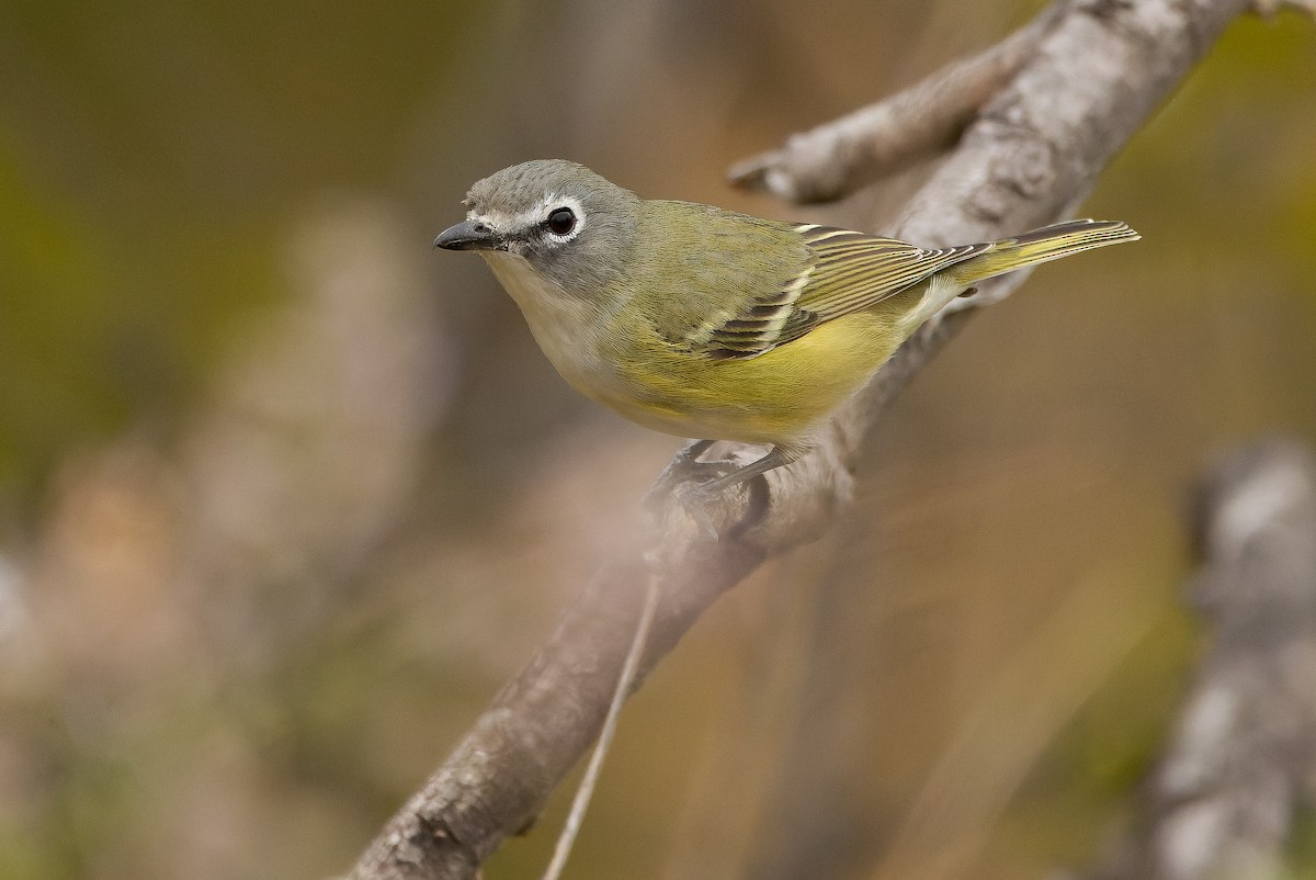 Cassin's Vireo (San Lucas) - Joachim Bertrands