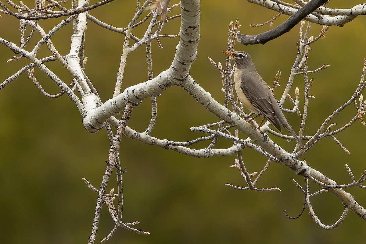 American Robin (San Lucas) - Joachim Bertrands