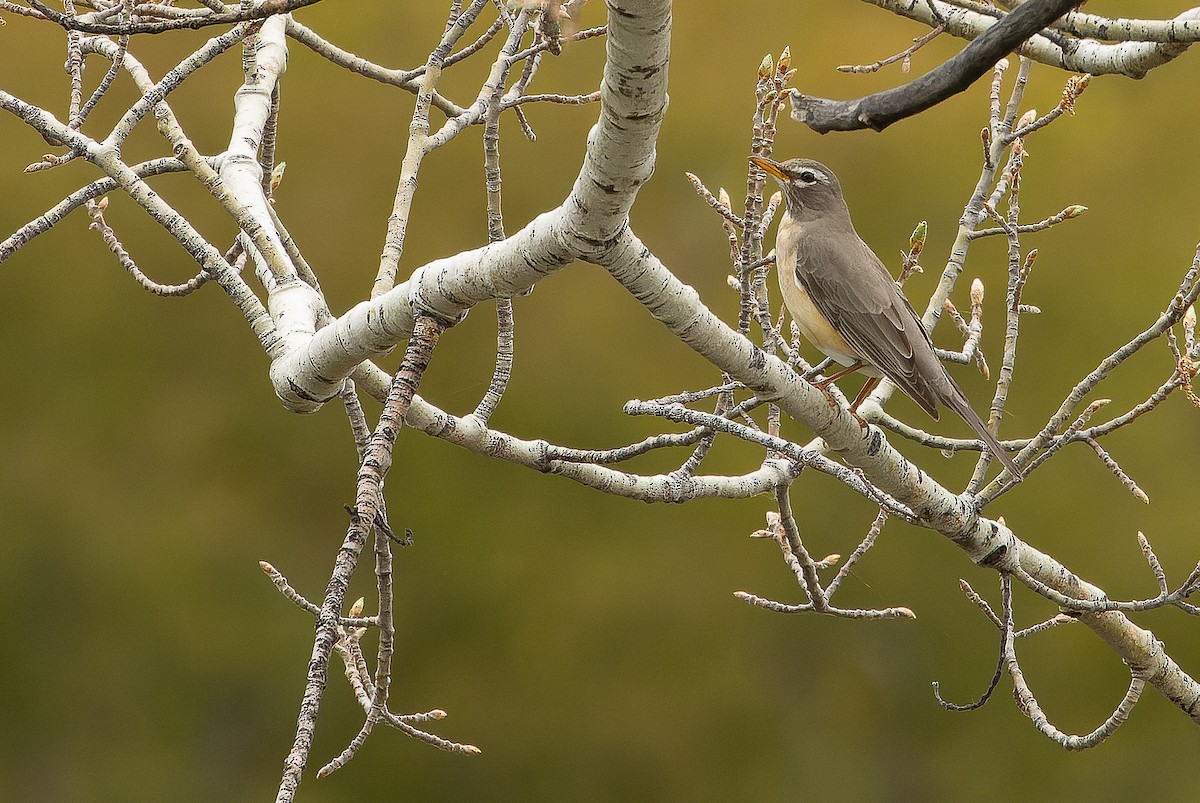 American Robin (San Lucas) - ML616127880