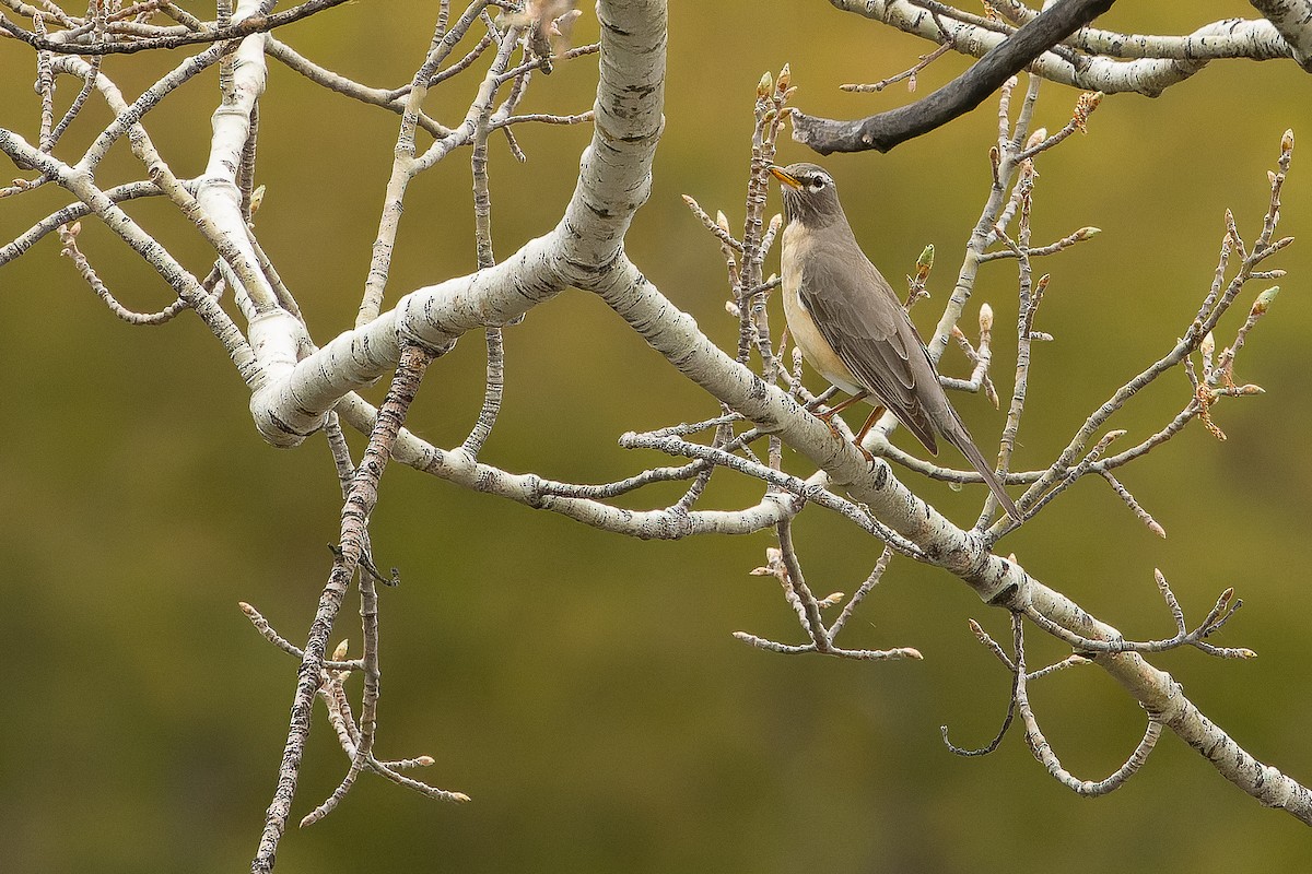 American Robin (San Lucas) - ML616127881