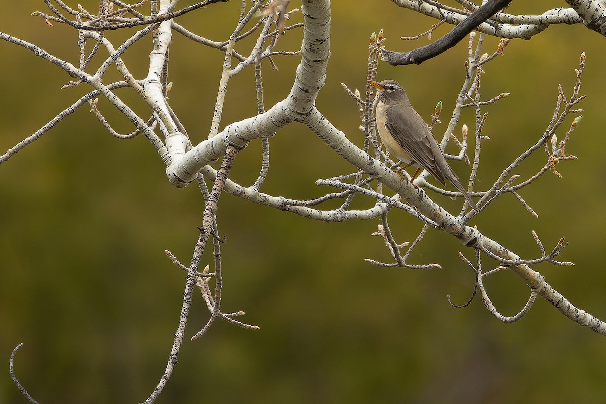 American Robin (San Lucas) - ML616127882