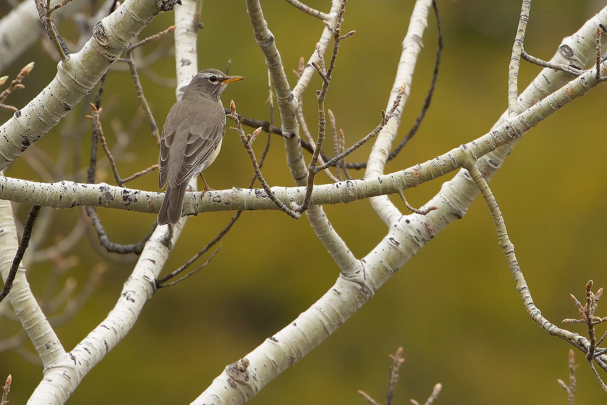 American Robin (San Lucas) - ML616127884