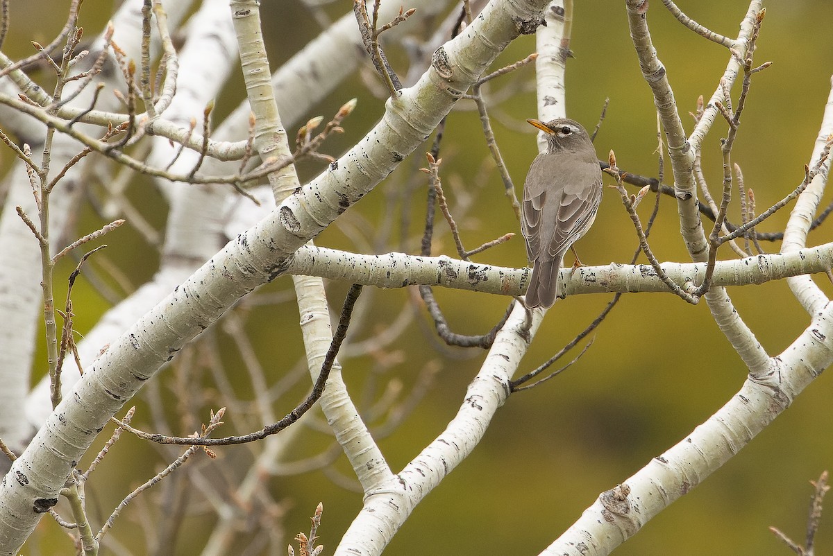 American Robin (San Lucas) - ML616127885