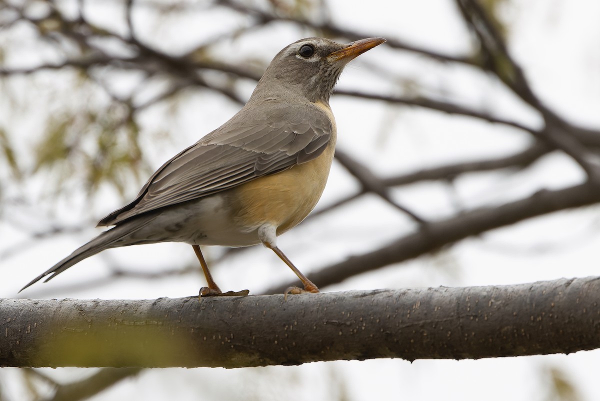 American Robin (San Lucas) - Joachim Bertrands