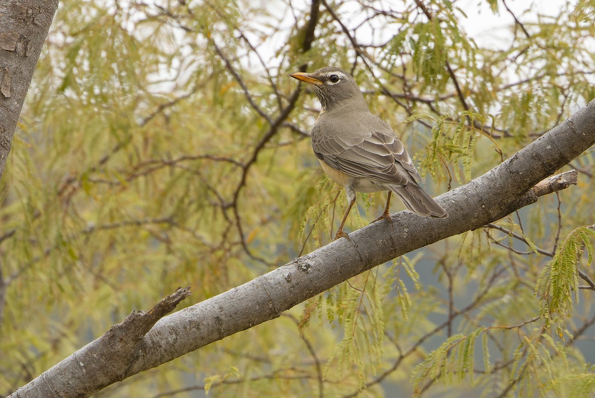 American Robin (San Lucas) - ML616127888