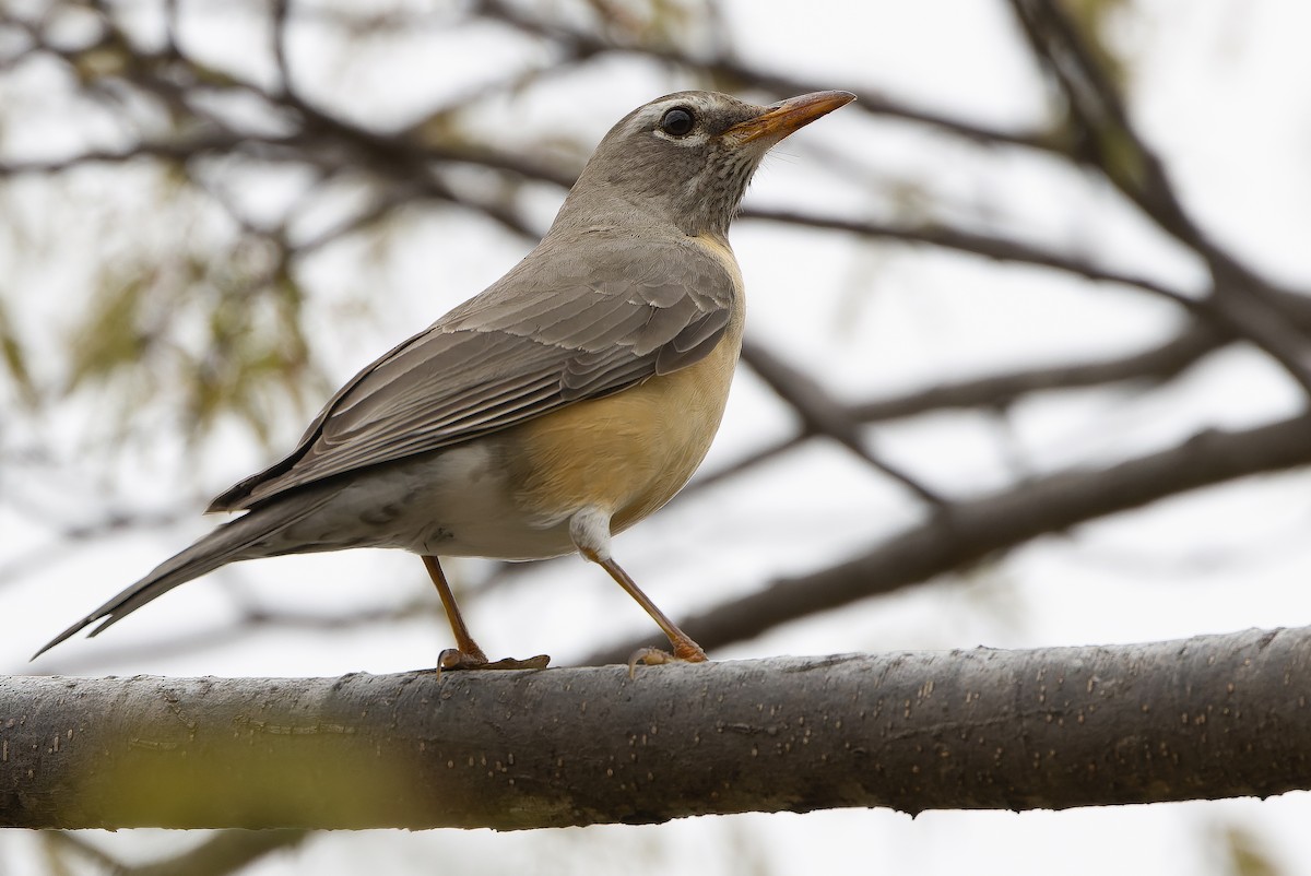 American Robin (San Lucas) - Joachim Bertrands