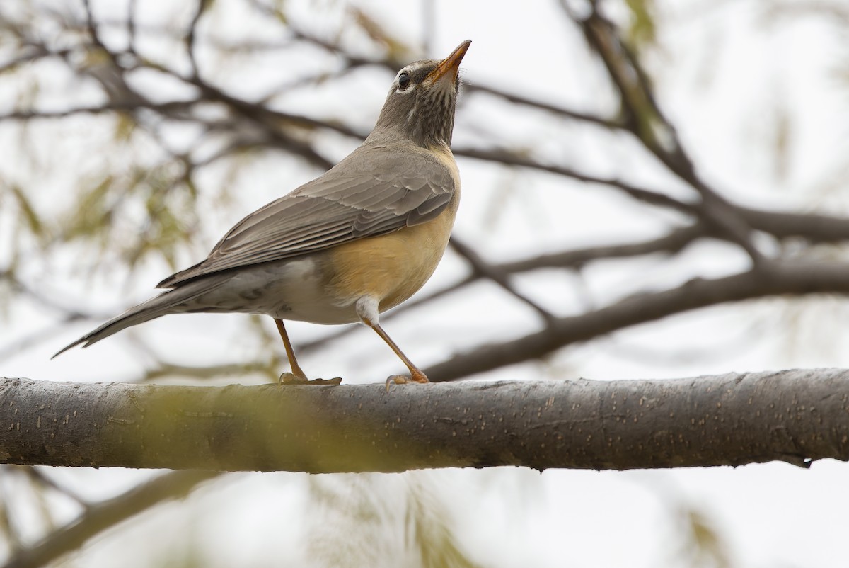 American Robin (San Lucas) - ML616127893