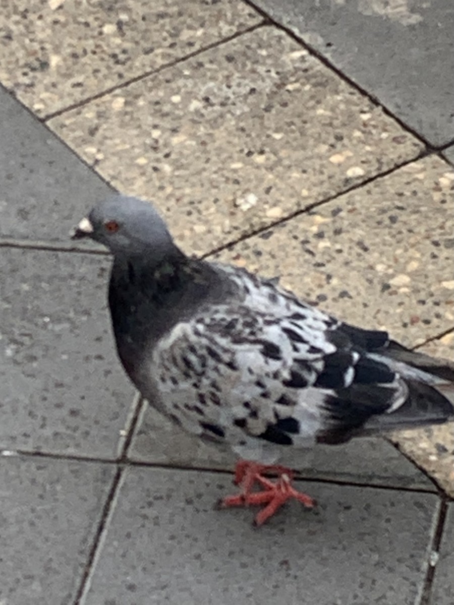 Rock Pigeon (Feral Pigeon) - ML616127929