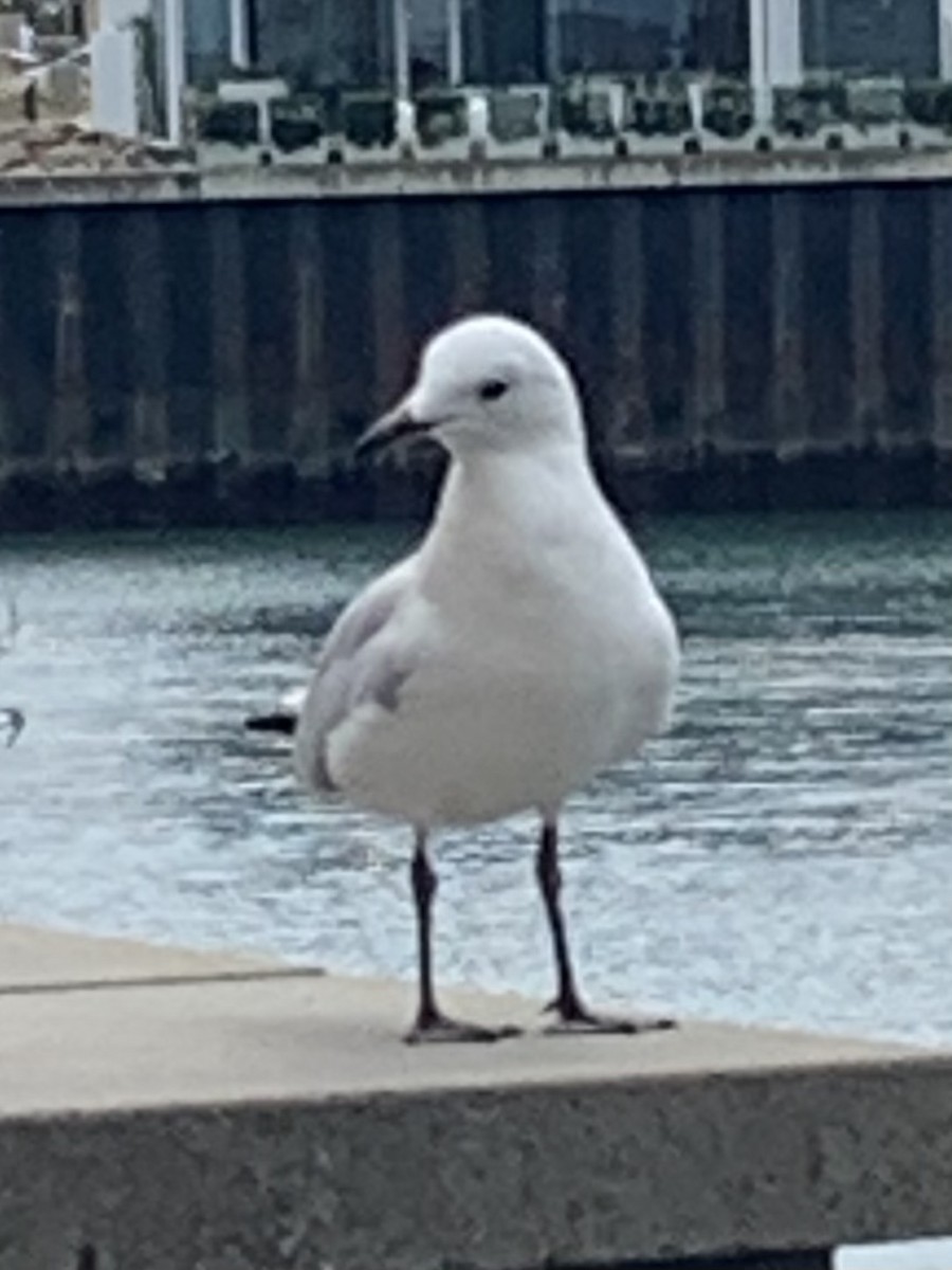 Silver Gull - ML616127941