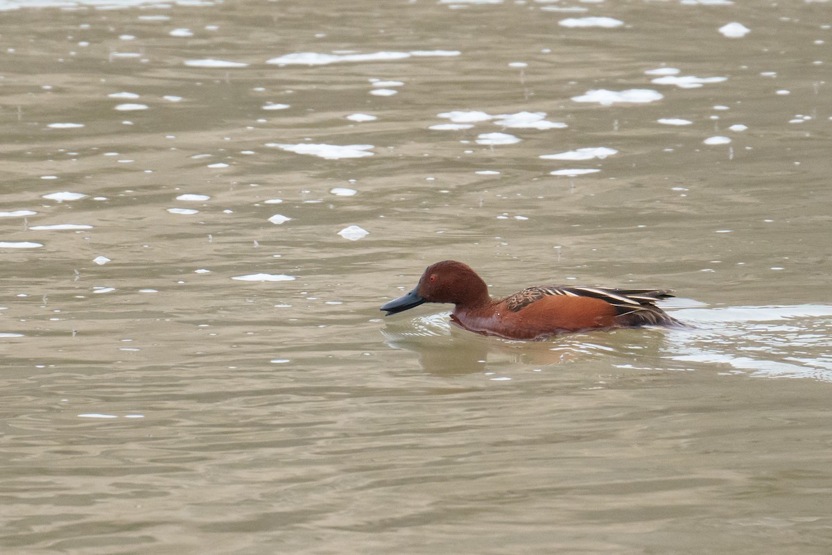 Cinnamon Teal - ML616127976