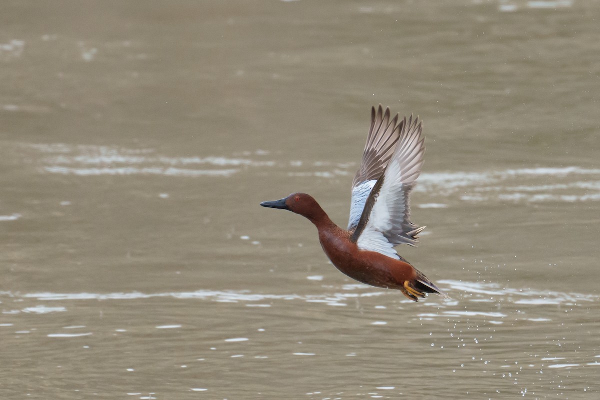 Cinnamon Teal - ML616127978