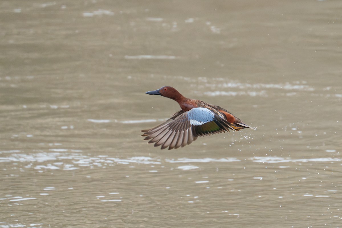 Cinnamon Teal - ML616127981