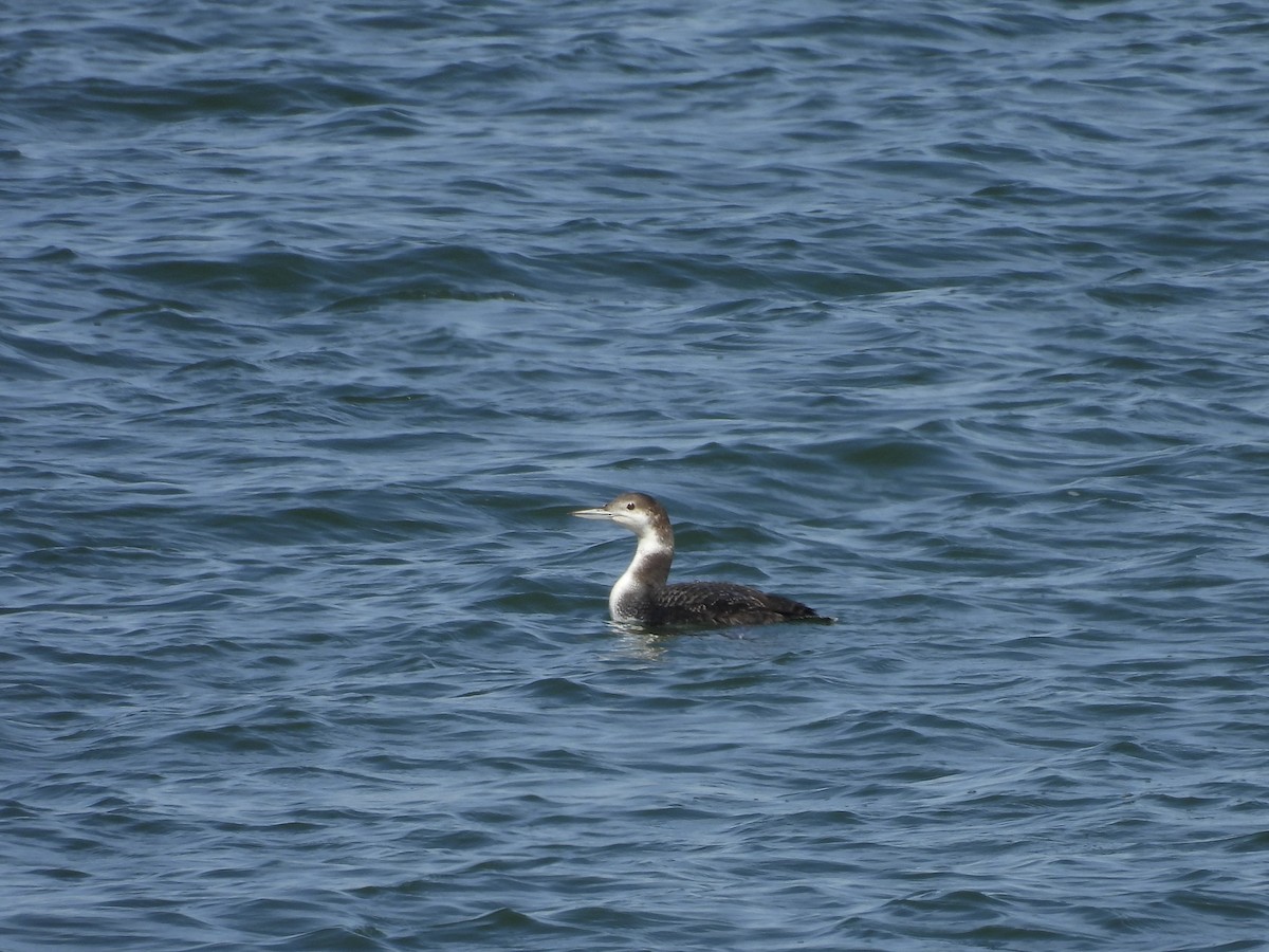 Plongeon huard - ML616128051