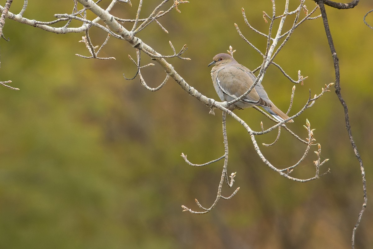 White-winged Dove - ML616128115