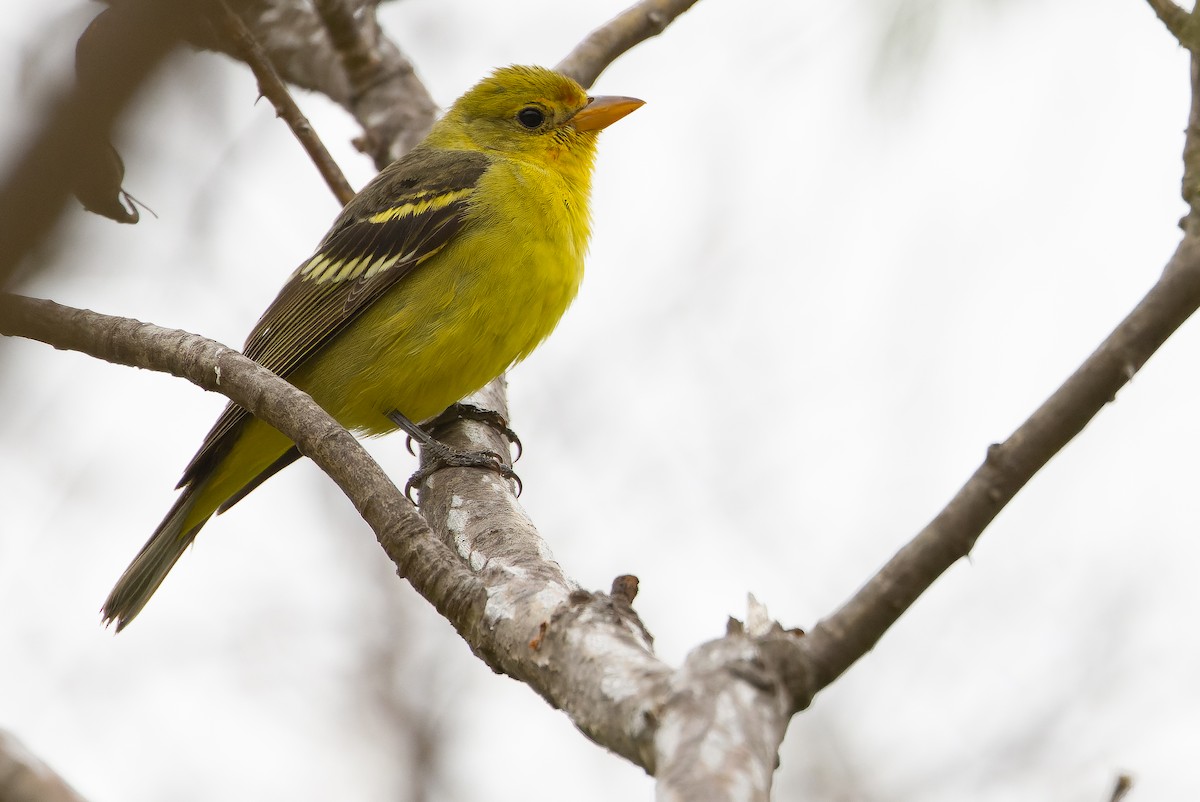 Western Tanager - ML616128139