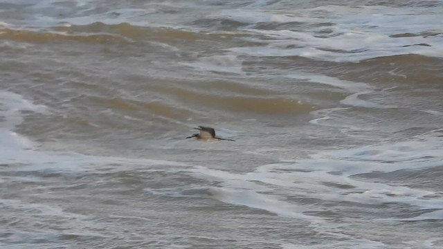 Bridled Tern - ML616128166