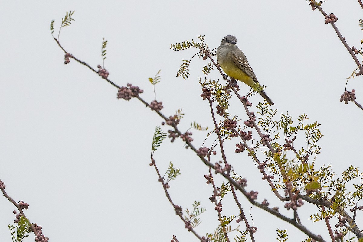 Cassin's Kingbird - ML616128196